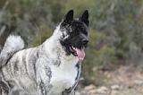 AKITA AMERICAIN 362